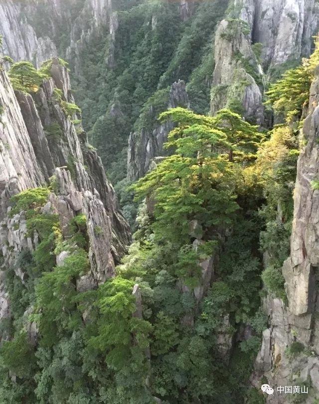 沪江开心词场